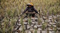 Waspada Kemarau Panjang: El Nino Kuat dan IOD Positif Ancam Indonesia