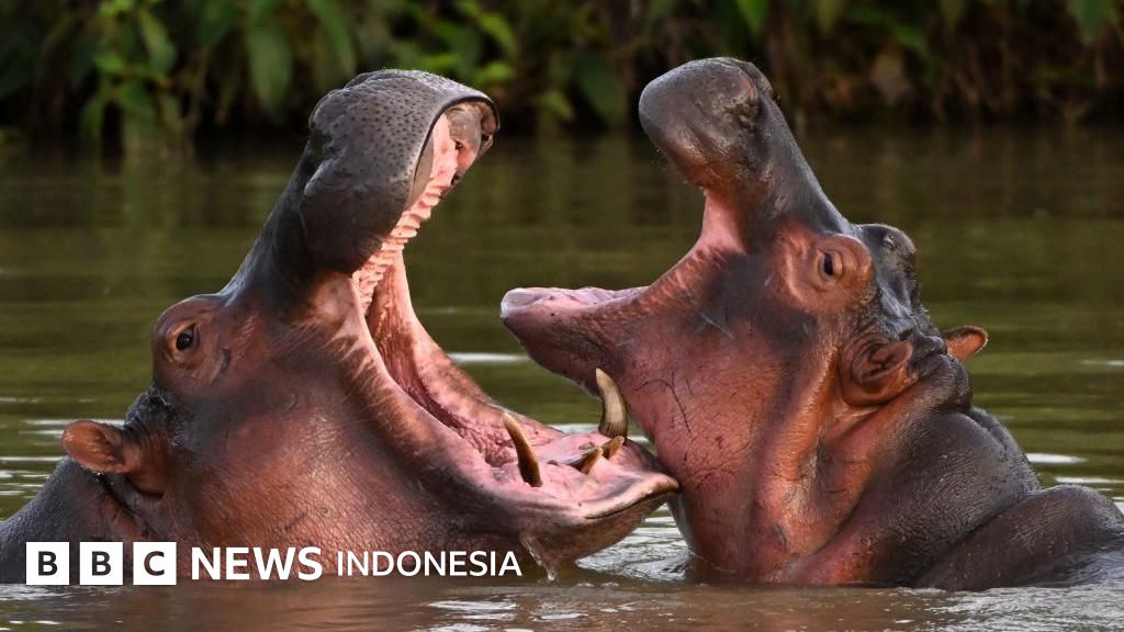 Kolombia Umumkan Rencana Pembasmian 80 Kuda Nil Kokain Pablo Escobar