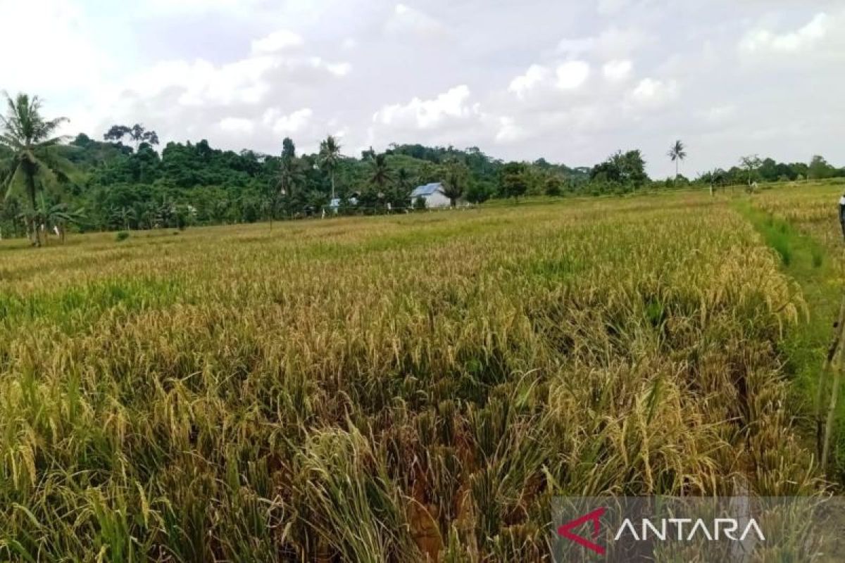 Berau Siapkan Proteksi Pertanian Komprehensif Hadapi Kemarau Ekstrem 2026