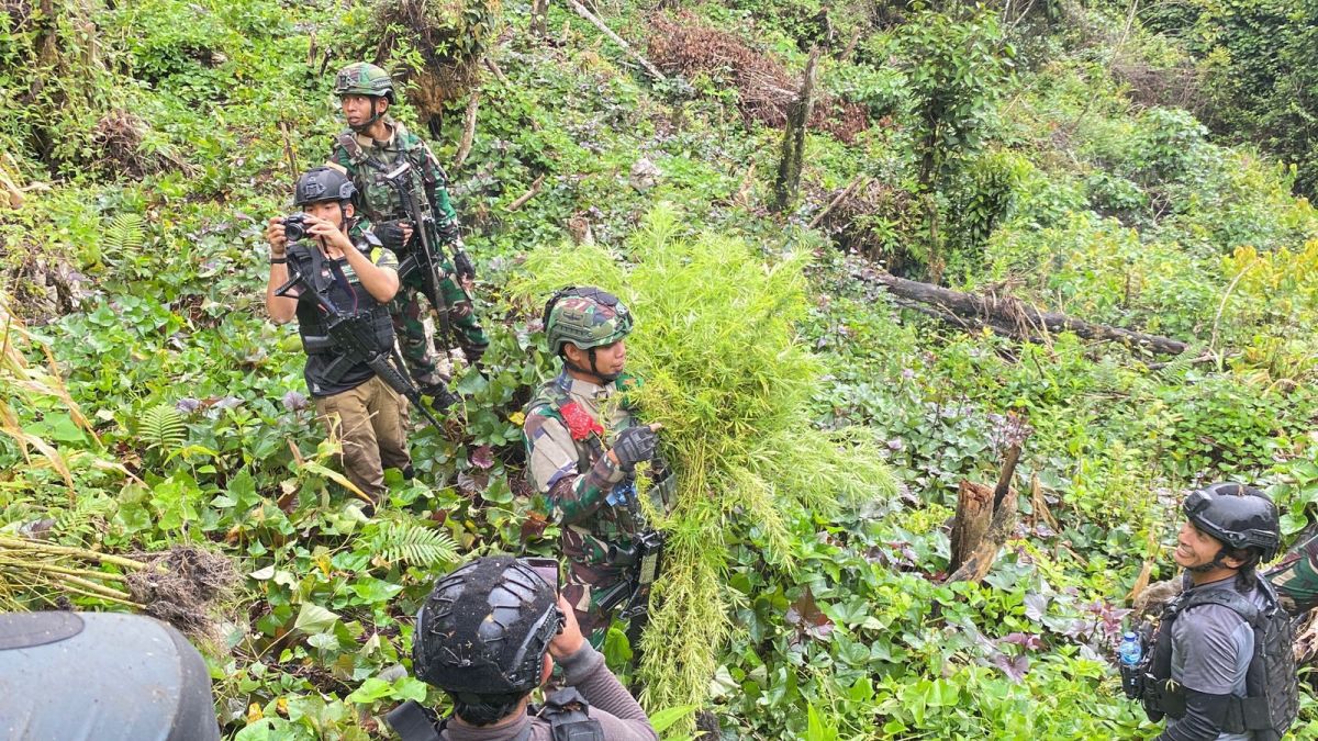 TNI Bongkar Ladang Ganja Siap Panen di Pedalaman Papua, Satu Tersangka Ditangkap