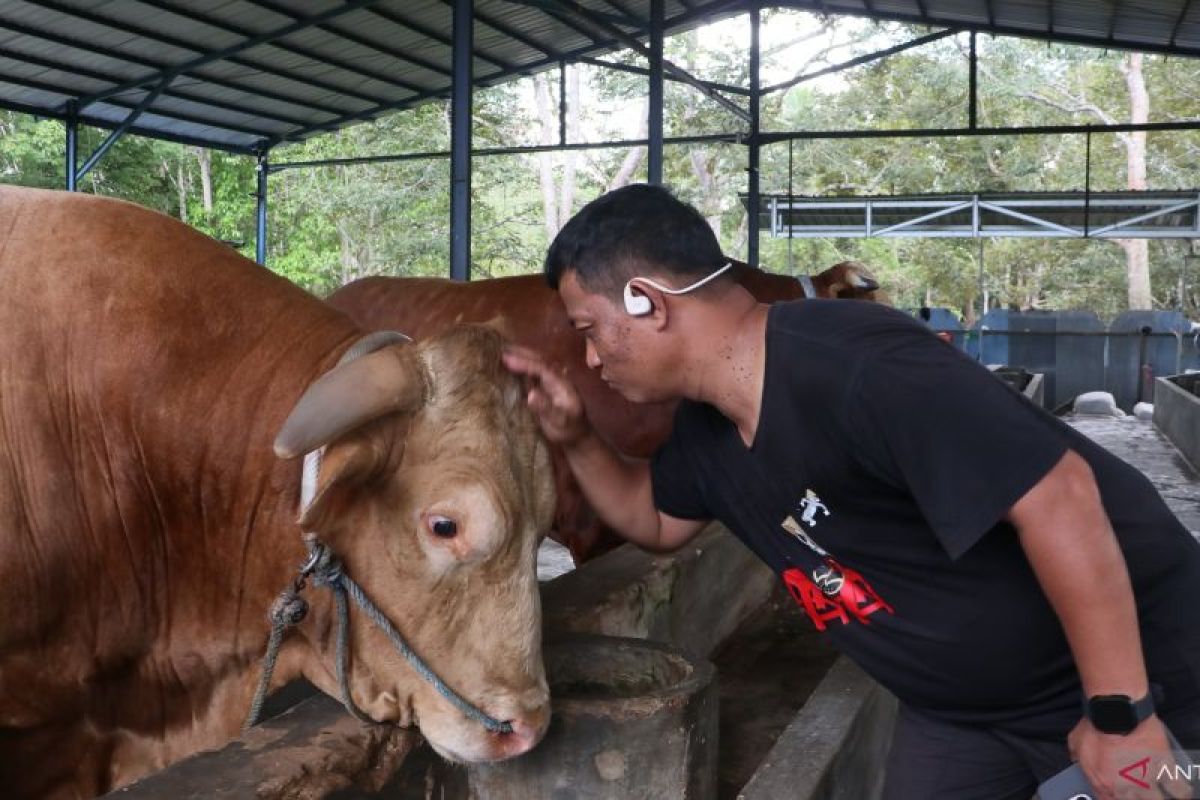 Sapi Kurban Presiden Prabowo di Balikpapan Lolos Uji Kesehatan Ketat DKP3