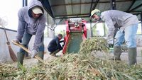 Aceh Genjot Produksi Bibit Sapi Unggul, Perkuat Ketahanan Pangan Nasional