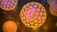 Dinkes Konfirmasi Kasus Suspek Hantavirus di Kulon Progo Negatif, Waspada Tetap Diperlukan
