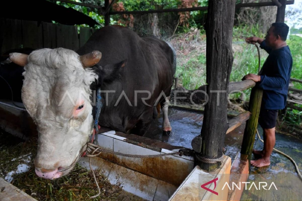 Panduan Lengkap Pemprov Kaltim: Pastikan Daging Kurban Aman, Sehat, Utuh, Halal (ASUH)