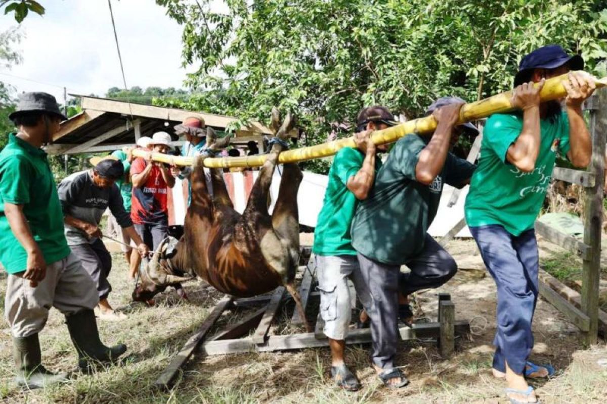 Kukar Gelar Pelatihan Juru Sembelih Halal, Persiapan Proaktif Idul Adha 2026