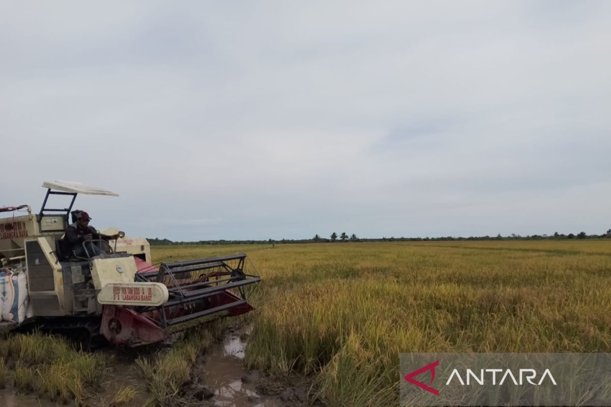 Bulog Serap 10.951 Ton Gabah dari Petani Penajam dan Paser, Perkuat Ketahanan Pangan Kaltimra