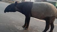 Polisi Intensifkan Perburuan Dua Pembantai Tapir Dilindungi di Mesuji Lampung