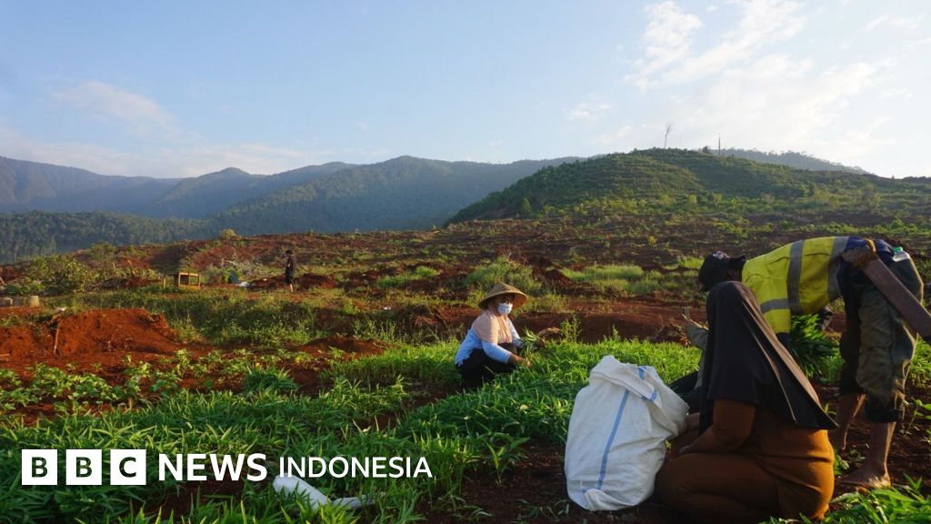 Konflik Lahan Laoli Memanas: Penggusuran Petani untuk Proyek Strategis Nasional