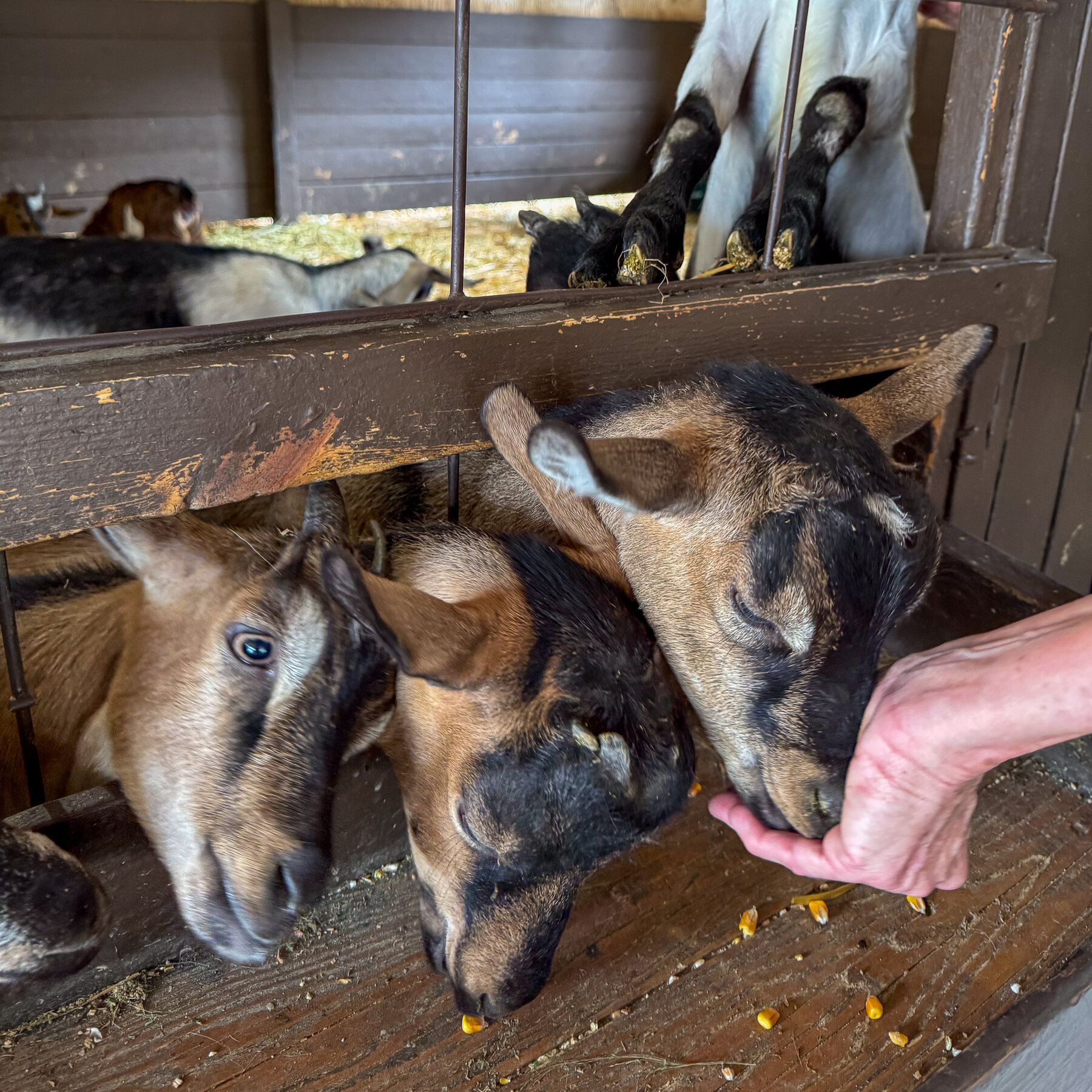 Anak Kambing Petting Zoo Keliling Positif Rabies, Warga North Carolina Diminta Waspada